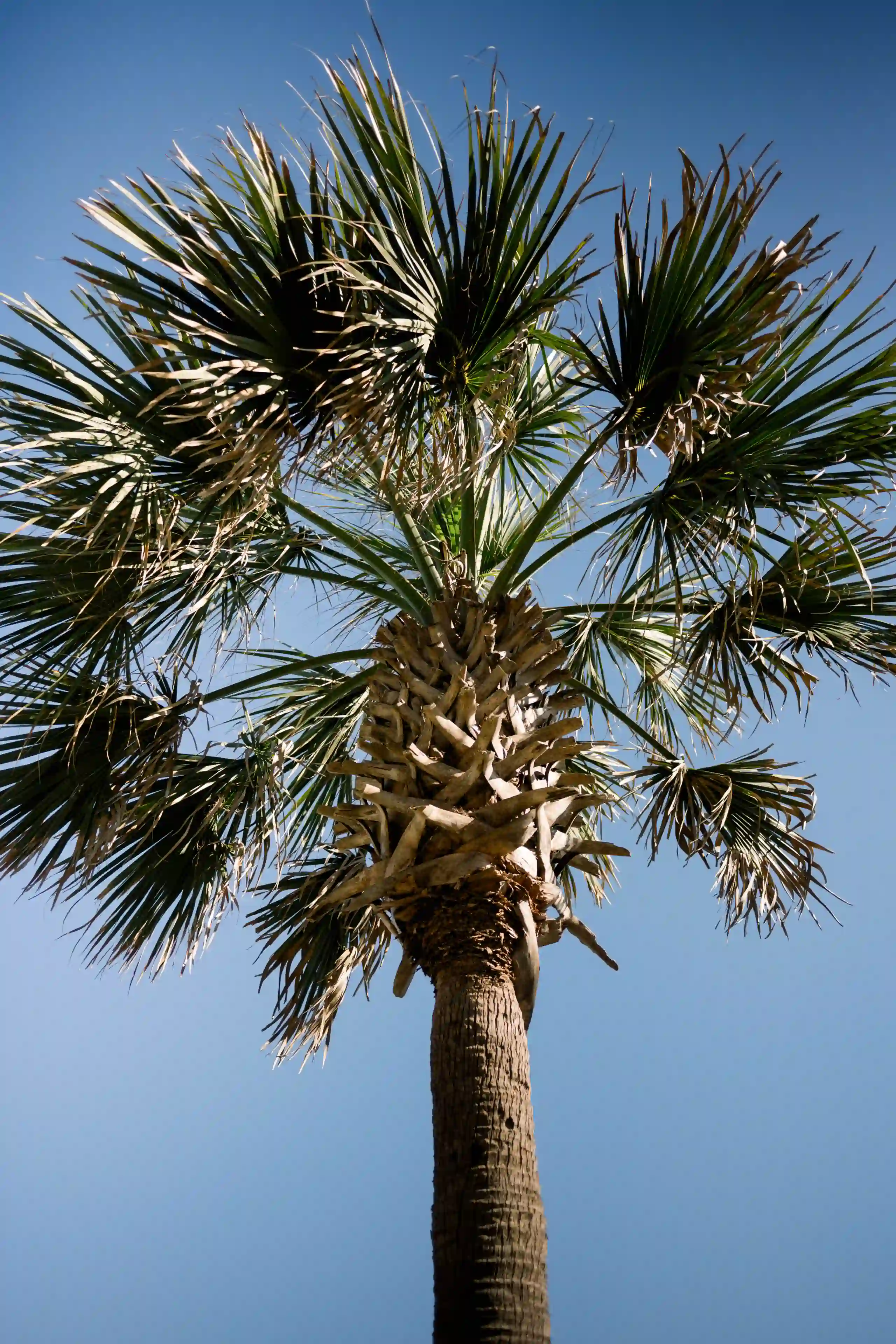 Spring Wedding in Oak Island wedding photo 60